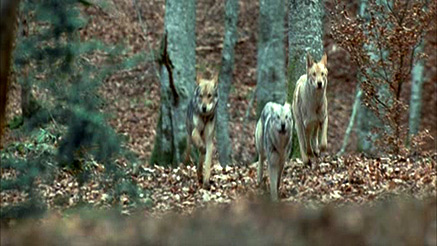 el-pacto-de-los-lobos-